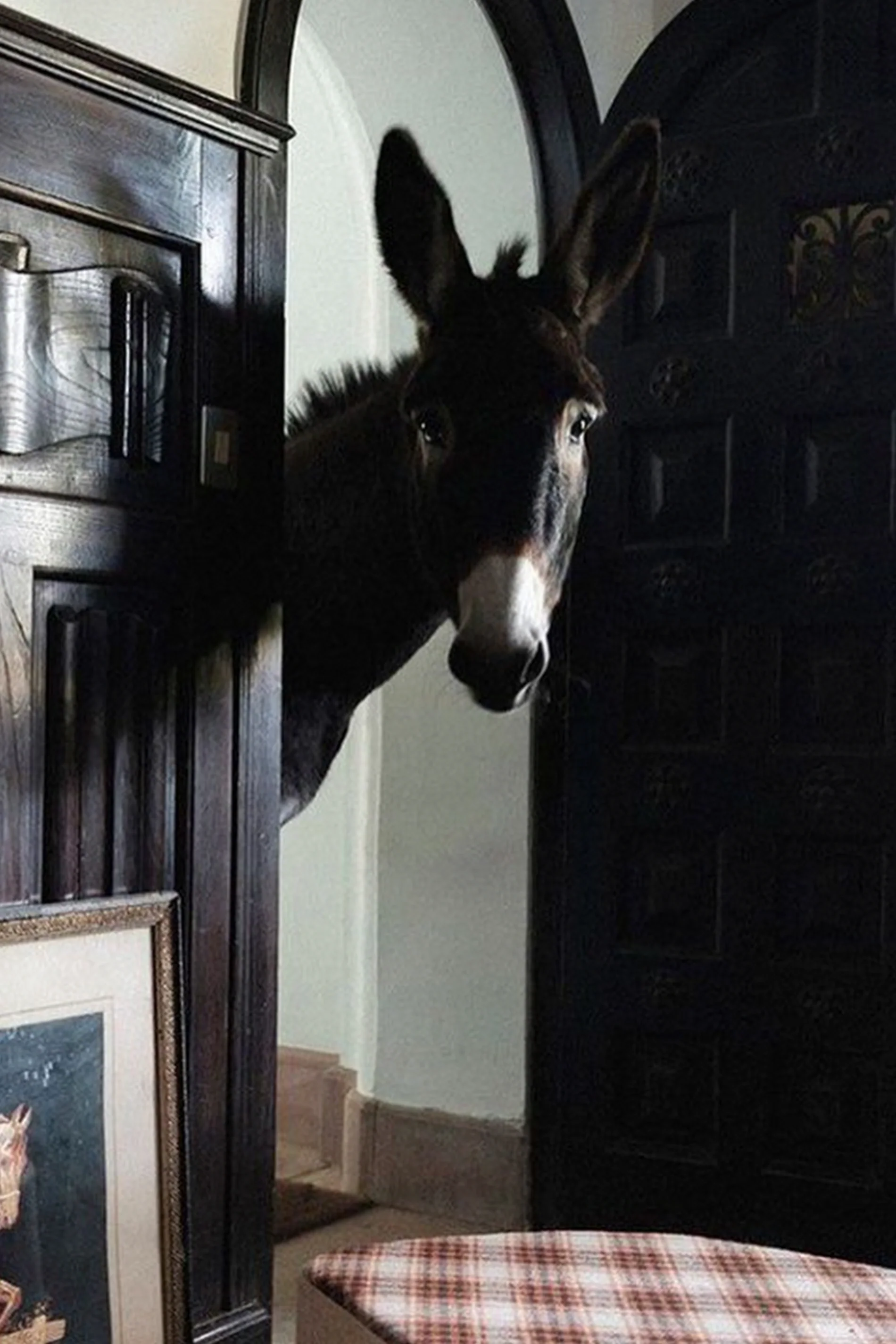 HECTOR THE DONKEY BASKET - Image 3