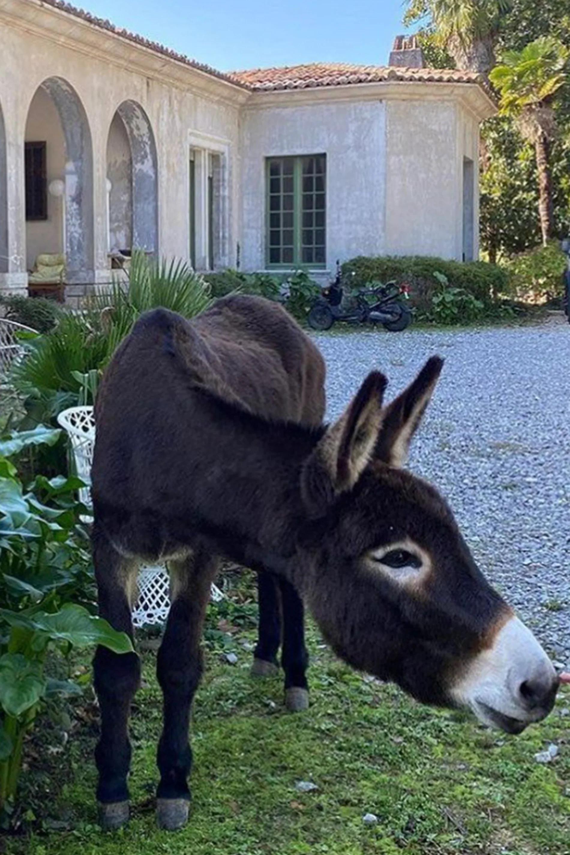 HECTOR THE DONKEY RUG - Image 3